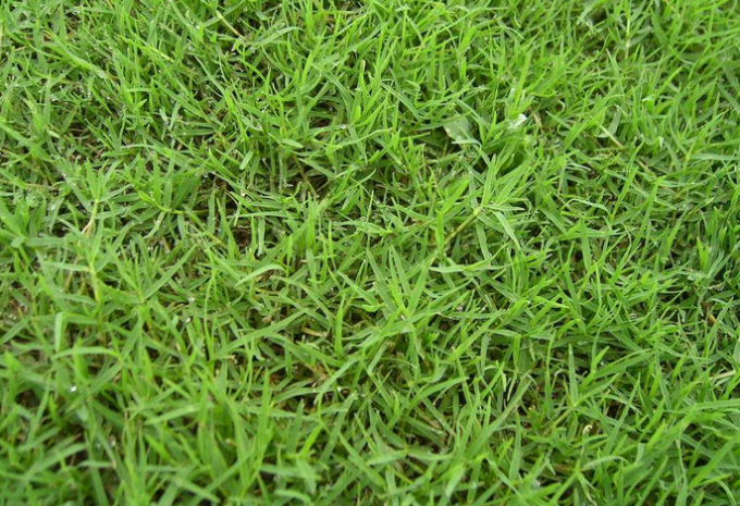 berita perusahaan terbaru tentang Perbandingan antara rumput sintetis dan rumput asli  1