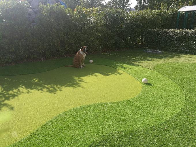 Sintetis Puting Green Golf Turf Grass Gateball Buatan 13m Tinggi 0