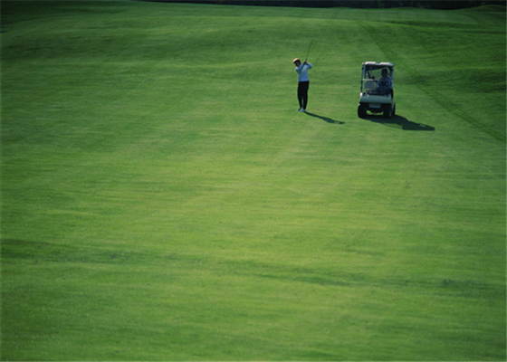 CINA Ketahanan Abrasi Tinggi Golf Karpet Rumput Buatan Rumah Golf Luar Ruangan Puting Hijau pemasok