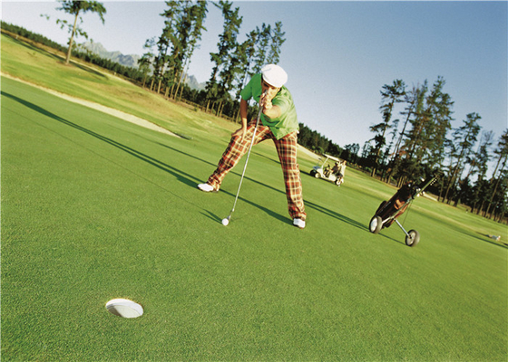 CINA Rumput Buatan Kepadatan Tinggi Keriting Untuk Golf Puting Green, Rumput Palsu Golf pemasok