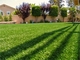 Landscape Grass Turf Grass Carpet Untuk Berkebun Rumput Plastik untuk taman pemasok