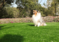 Rumput Palsu Hewan Peliharaan Tahan Jamur Durasi Panjang, Rumput Anjing Buatan Dengan Ketahanan UV pemasok