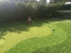 Sintetis Puting Green Golf Turf Grass Gateball Buatan 13m Tinggi pemasok