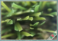 Rumput Buatan Luar Ruangan Yang Indah Halus / Rumput Sintetis Untuk Komersial pemasok