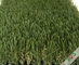 Heavy Traffic Park Artificial Grass Outdoor Carpet / Synthetic Lawn Grass pemasok