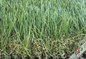 Rumput Rumput Buatan Hijau Muda Anti Statis Untuk Balkon, Tinggi 40 - 50mm pemasok